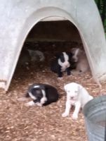 American Pit Bull Terrier Puppies for sale in Hamlet, North Carolina. price: $250