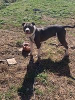 American Pit Bull Terrier Puppies for sale in Louisa, Virginia. price: NA