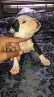 American Pit Bull Terrier Puppies for sale in Silver Spring, Maryland. price: $350