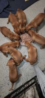 American Pit Bull Terrier Puppies for sale in Annapolis, Maryland. price: $70,000
