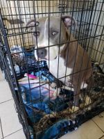 American Pit Bull Terrier Puppies for sale in Adelanto, California. price: NA