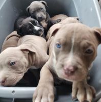 American Pit Bull Terrier Puppies for sale in Detroit, Michigan. price: $400