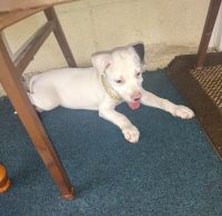 American Pit Bull Terrier Puppies for sale in Haines City, Florida. price: $350