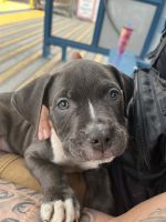 American Pit Bull Terrier Puppies for sale in Alexandria, Virginia. price: $400