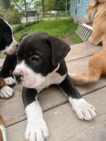 American Pit Bull Terrier Puppies for sale in Saginaw, MI, USA. price: $200