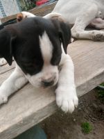 American Pit Bull Terrier Puppies for sale in Saginaw, MI, USA. price: NA
