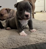 American Pit Bull Terrier Puppies for sale in Dayton, Ohio. price: NA