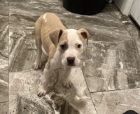 American Pit Bull Terrier Puppies for sale in Bridgeport, Connecticut. price: $500