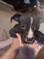 American Pit Bull Terrier Puppies for sale in Vallejo, California. price: $250