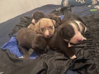 American Pit Bull Terrier Puppies for sale in New York, NY, USA. price: $1,300