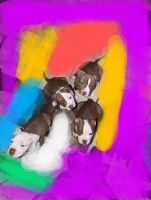 American Pit Bull Terrier Puppies for sale in Marysville, California. price: $250