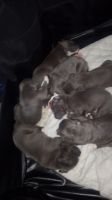 American Pit Bull Terrier Puppies for sale in Pomona, California. price: $500