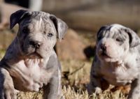 Pitbull Puppies Ready