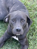 American Pit Bull Terrier Puppies for sale in Eureka, IL 61530, USA. price: $100