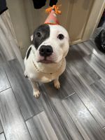 American Pit Bull Terrier Puppies for sale in 119-15 190th St, Jamaica, NY 11412, USA. price: $250