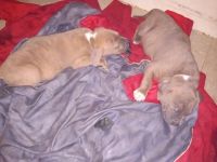 American Pit Bull Terrier Puppies for sale in Brooklyn, NY, USA. price: $300