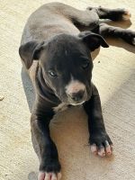 American Pit Bull Terrier Puppies for sale in Bledsoe County, TN, USA. price: NA