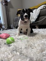 American Pit Bull Terrier Puppies for sale in 9717 NW 10th St, Oklahoma City, OK 73127, USA. price: $400