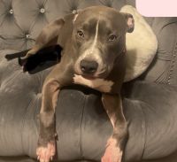 American Pit Bull Terrier Puppies for sale in 611 Carlton Pointe Dr, Palmetto, GA 30268, USA. price: $750