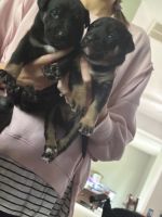 American Pit Bull Terrier Puppies for sale in Cincinnati, OH, USA. price: $200