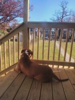 American Pit Bull Terrier Puppies for sale in Baltimore, MD, USA. price: $600