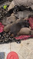 American Pit Bull Terrier Puppies for sale in Montgomery, AL, USA. price: $200