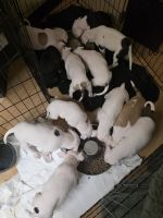 American Pit Bull Terrier Puppies for sale in Springdale, AR 72765, USA. price: $500