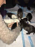American Pit Bull Terrier Puppies for sale in Candiac, QC, Canada. price: $500