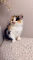 American Polydactyl Cats for sale in Vancouver, WA, USA. price: $550