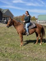 American Quarter Horse Horses Photos