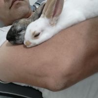 American Sable rabbit Rabbits Photos