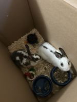 American Sable rabbit Rabbits for sale in New Orleans, LA 70123, USA. price: $120