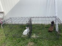 American Sable rabbit Rabbits for sale in Kissimmee, Florida. price: $20