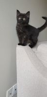 American Shorthair Cats for sale in Mississauga, ON, Canada. price: $250