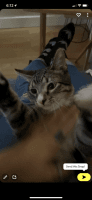 American Shorthair Cats for sale in La Habra Heights, CA 90631, USA. price: $100