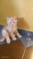 American Shorthair Cats for sale in Mumbai, Maharashtra, India. price: 4,500 INR