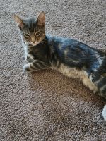 American Shorthair Cats for sale in McMinnville, OR 97128, USA. price: $5,000