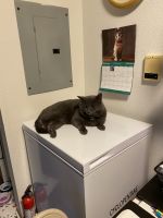 American Shorthair Cats for sale in Livonia, Michigan. price: $5,000