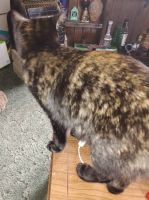 American Shorthair Cats for sale in West Liberty, KY 41472, USA. price: $1,000