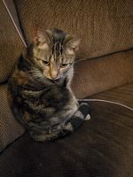 American Shorthair Cats for sale in Charles City, Virginia. price: $50