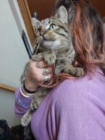 American Shorthair Cats for sale in Yankton, South Dakota. price: NA