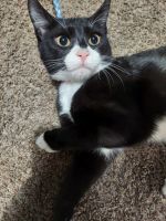 American Shorthair Cats for sale in Richmond, Virginia. price: $150
