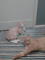 American Shorthair Cats for sale in Jeffersonville, Indiana. price: $50
