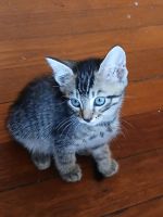 American Shorthair Cats for sale in Maitland, New South Wales. price: $100
