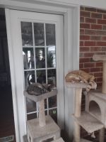American Shorthair Cats for sale in Randallstown, MD, USA. price: $200