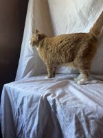 American Shorthair Cats for sale in Clarksville, Tennessee. price: $40
