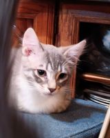 American Shorthair Cats for sale in Mesa, Arizona. price: $20