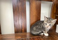 American Shorthair Cats for sale in Westfield, Massachusetts. price: $200