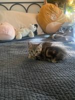 American Shorthair Cats for sale in 2801 Main St, Irvine, CA 92614, USA. price: $100