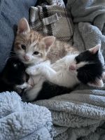 American Shorthair Cats for sale in Chesapeake, Virginia. price: NA